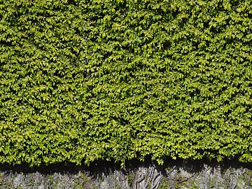 Plants texture (ID:ffagg86585)