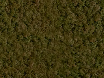 moss texture (ID:ffajg07627)