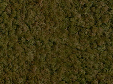 moss texture (ID:ffajg07627)