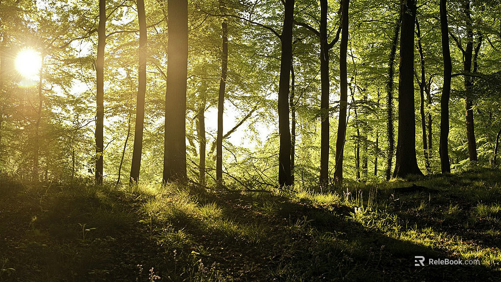 Wild Scenery texture