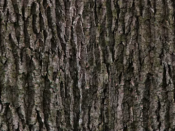 ancient tree bark texture (ID:ffhee531)