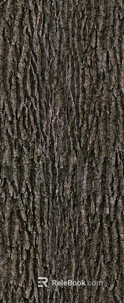 ancient tree bark texture
