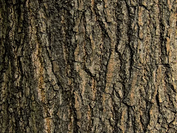 bark texture (ID:ffaag72894)