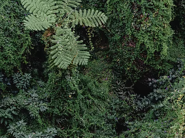 Plants texture (ID:ffagg10323)