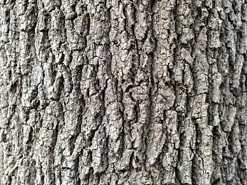 bark texture (ID:ffhfe748)