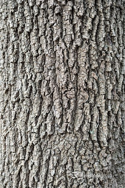 bark texture