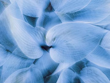 leaves texture (ID:ffaeg76533)