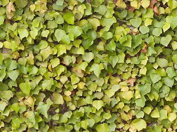 Plants texture (ID:ffaff2664)