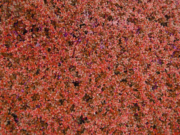 Plants texture (ID:ffajg85822)