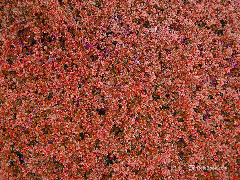 Plants texture