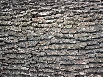 bark texture (ID:ffaff5723)