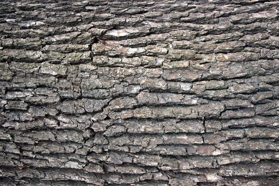 bark texture
