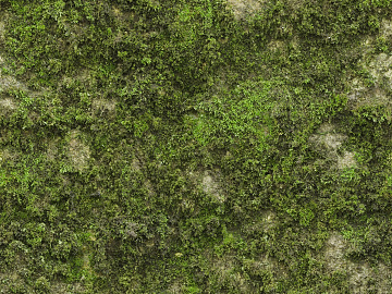 moss texture (ID:ffacg72249)