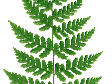 leaves texture (ID:ffabg63826)