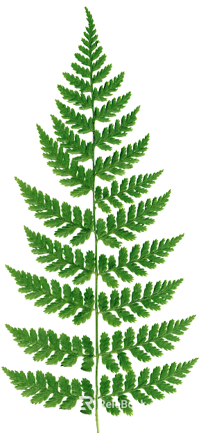 leaves texture