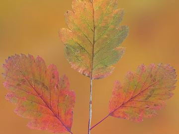 leaves texture (ID:ffacg08265)