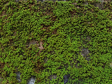 moss texture (ID:ffaeg64889)