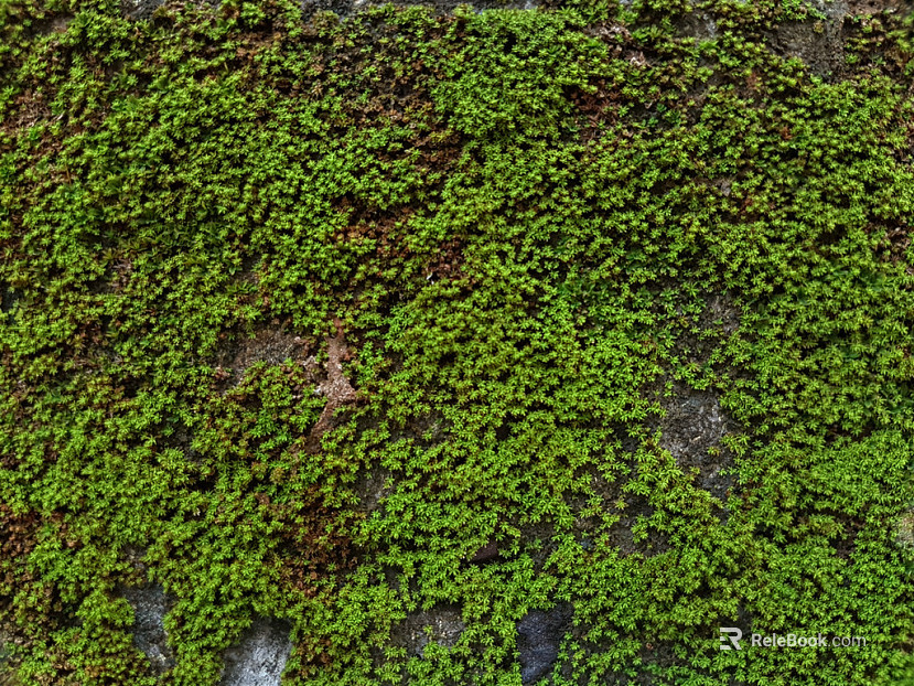 moss texture