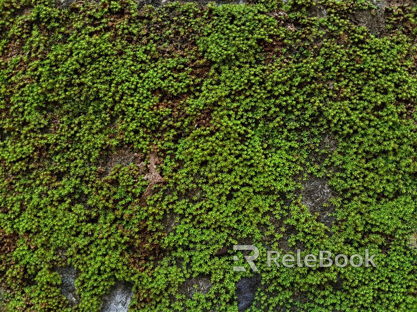 moss texture