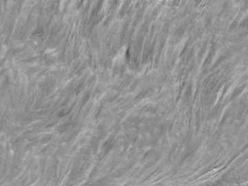 Black and White Bump texture (ID:ffadf6872)