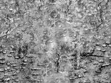 black and white bark texture (ID:ffaeg24816)