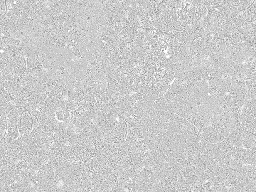 cement seamless texture (ID:ffabg66334)