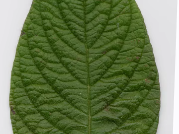 green leaf texture (ID:ffaeg46862)