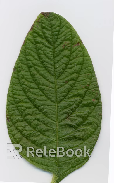 green leaf texture