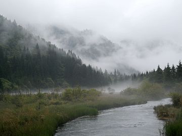 Wild Scenery texture (ID:ffajg94394)