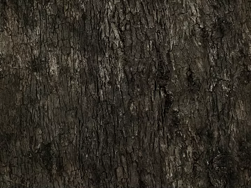 ancient tree bark texture (ID:ffhad92)