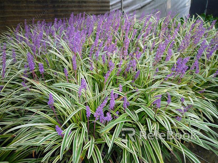 A vibrant display of lush green foliage with intricate, heart-shaped leaves that cascade beautifully, forming a dense, verdant curtain. The plants thrive in a harmonious cluster, showcasing nature's lush vitality.