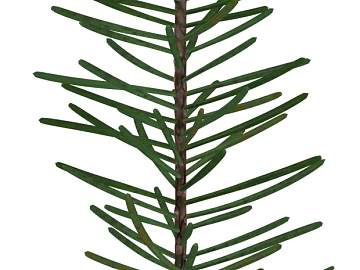 leaves texture (ID:ffaeg82709)