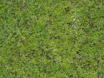 Turf texture (ID:ffaaf4309)