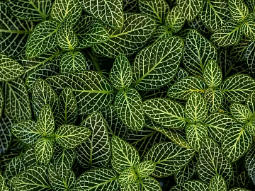 Plants texture (ID:ffabg91999)