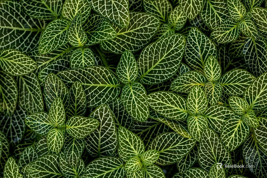 Plants texture