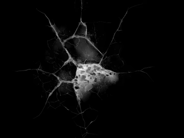 Broken crack black and white black and white bump texture (ID:ffach178390)