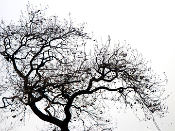 black and white tree shadow texture (ID:ffacg38561)