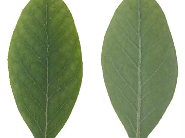 Leaf PBR texture (ID:ffach763851)