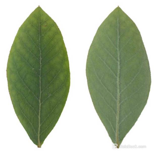 Leaf PBR texture