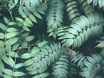 leaves texture (ID:ffagg49765)