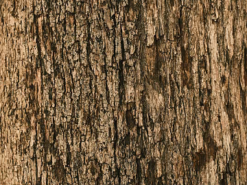 bark texture (ID:ffagg67780)