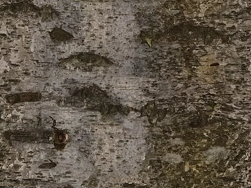 bark texture (ID:ffacg18501)
