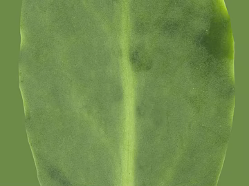 leaves texture (ID:ffaag54190)