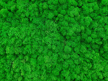 Plants texture (ID:ffabg23299)