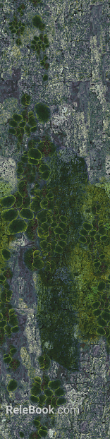gray green moss rock outdoor ground texture