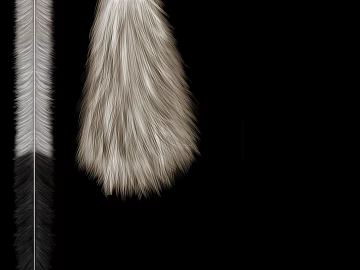 gray feathered animal hair 3d model