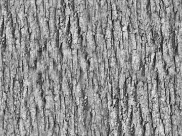 bark texture (ID:ffacg45026)