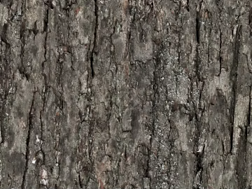 bark texture (ID:ffagg51116)