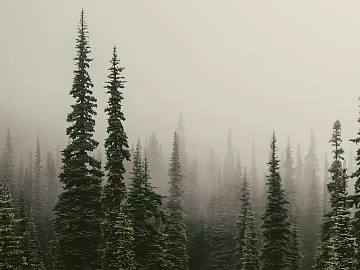 Plants texture (ID:ffaeg19759)