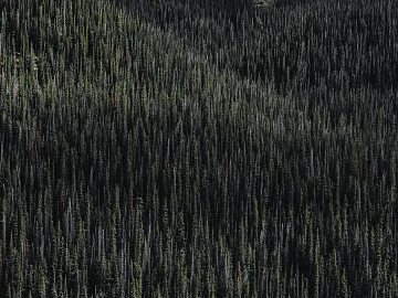 Plants texture (ID:ffagg83380)